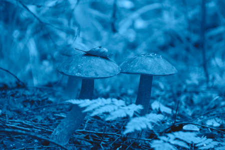 Beautiful picture of a mushroom in the forest in the trendy classic blue color of the year.の写真素材