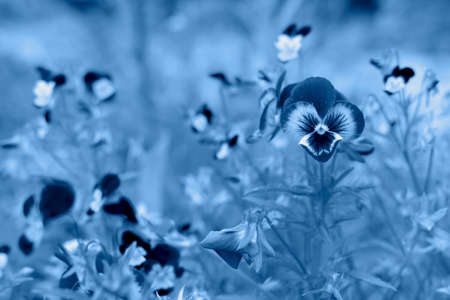 Close up picture of a beautiful spring flower in a meadow in the trendy classic blue color of the...