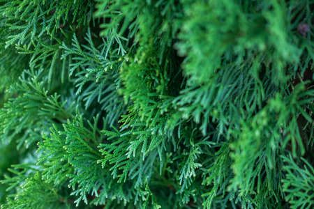 Beautiful evergreen thuja branches close up as a christmas background with a shallow focus.の写真素材