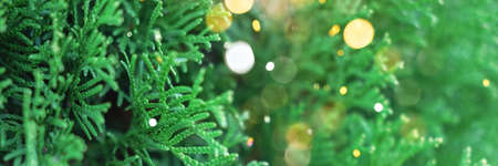 Beautiful evergreen thuja branches close up as a christmas background with a shallow focus and little sparkles, banner.の写真素材