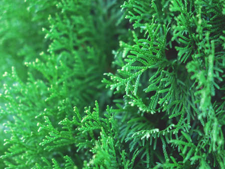 Beautiful evergreen thuja branches close up as a christmas background with a shallow focus.
