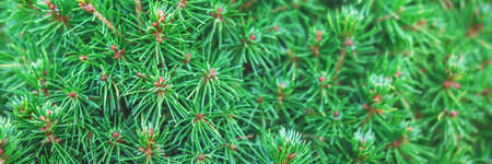 Beautiful evergreen tree branches close up as a christmas background with a shallow focus.の写真素材