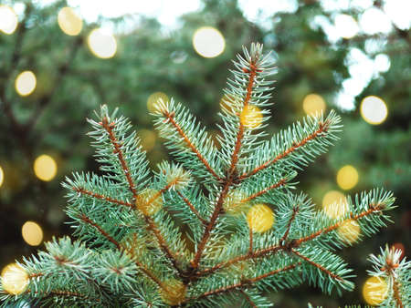 Beautiful evergreen blue spruce branches as a christmas background with sparks, with a shallow...