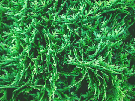 Beautiful evergreen thuja branches close up flatlay as a christmas background with a shallow focus.