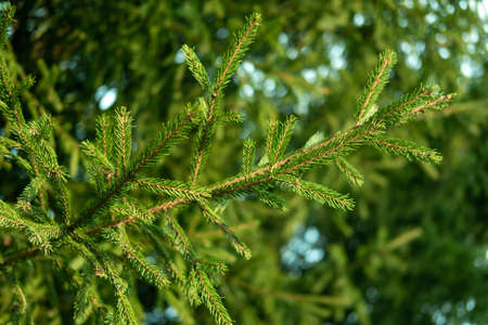 Beautiful evergreen fir tree branches close up as a christmas background with a shallow focus.