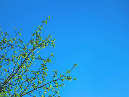 The beautiful spring background of the new leaves on the tree against the blue and clear sky and sunshine. Selective focus.の写真素材