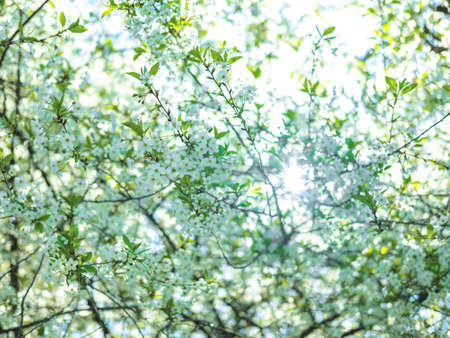 The beautiful spring background of the apple tree blossom. Selective focus.