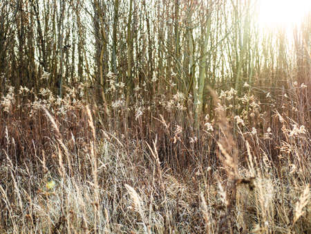 The beginning of the spring in the field on a sunny day. Beige color. Selective focus.の写真素材