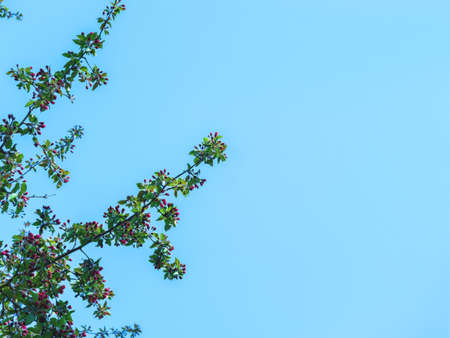 The beautiful spring background of the apple tree blossom against the blue and clear sky. Selective...