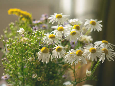 The beautiful camomile bunch of summer flowers from the field on front of the window at home.