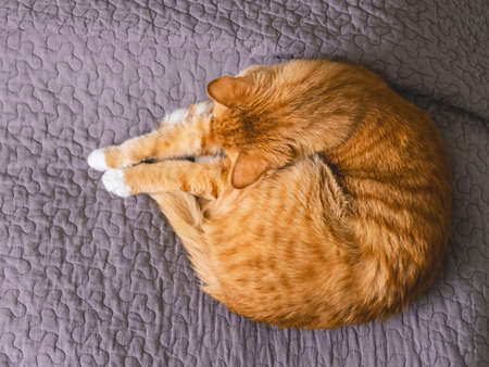 The cute sleeping red cat on the grey bedcover.の写真素材