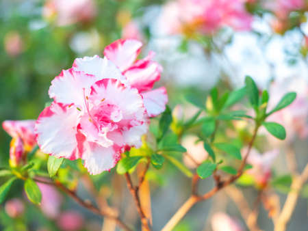 The beautiful spring or summer background of the white and pink azalea flowers in full bloom with the space for your text. Selective focus. Beautiful blur.の写真素材
