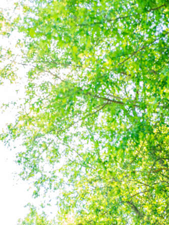 The abstract spring or summer background of the new leaves on the tree against the sky. Poor focus...