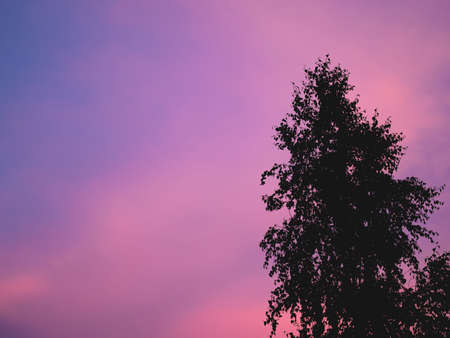 The beautiful purple clouds in the sky on the sunset with a little piece of the tree. The natural vivid neon background.の写真素材