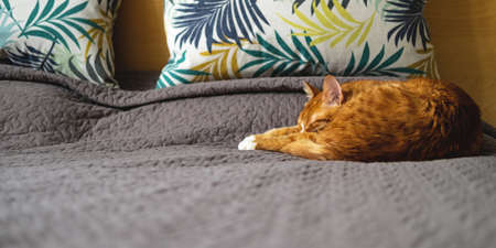 The cute sleeping red cat on the gray bedcover.