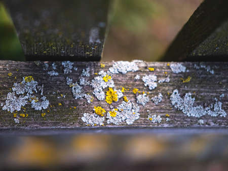 The closeup view of the yellow and gray moss on the wooden poling. The natural grunge background.の写真素材