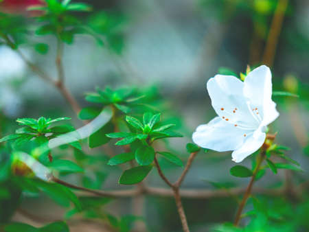 The beautiful spring or summer background of the white azalea flowers in full bloom with the space for your text. Selective focus. Beautiful blur.の写真素材