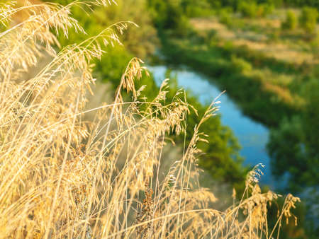 The beutiful peaceful view of the spikelet with the river and green trees and bushes on the backside in the sunbeams. Summer background. Selective focus.の写真素材