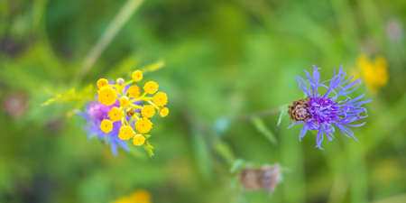 The beautiful closeup of the yellow tansy and violet bluett flowers with the green blur backside,...