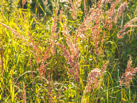 The beautiful picture of the grass in the field with the sunbeams. Selective focus, summer or autumn background.の写真素材
