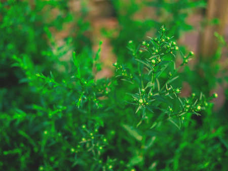 The beautiful deep green background of the aster flower at the beginning of the bloom. Selective focus, natural botanical concept.の写真素材