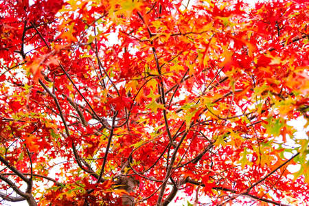 Beautiful red and orange maple tree leaves closeup on a sunny day, autumn background.