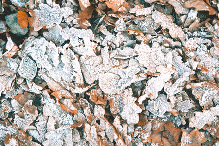 The beautiful closeup of the snowy glade on the autumn brown leaves. The picturesque background of...