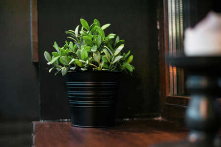 A house plant stands on a wooden window sill. The plant does not blossom. It is planted in a small bucket.の写真素材