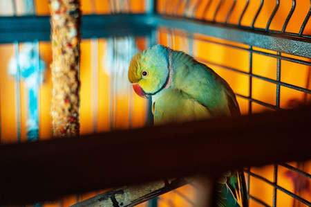 Green parrot in a cage. A green parrot sits in a cage. The parrot looks through the bars of the lash. Horowa parrot.の写真素材