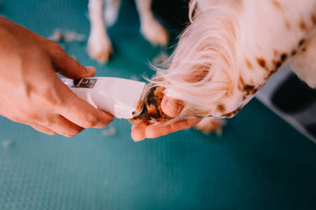 The groomer cut the dog's nails. Groomer makes a grooming.の写真素材