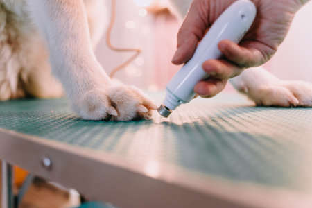 The groomer cut the dog's nails. Groomer makes a grooming.の写真素材