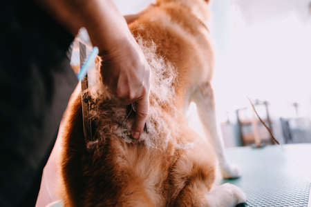 The groomer combs the dog. Groomer makes a grooming. The dog is being treated.の写真素材