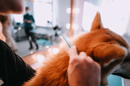 The groomer combs the dog. Groomer makes a grooming. The dog is being treated.の写真素材