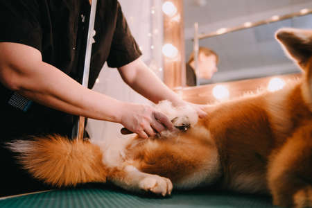 The groomer combs the dog. Groomer makes a grooming. The dog is being treated.の写真素材