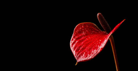red anthurium flower bud on black isolated background close up backgroundの写真素材
