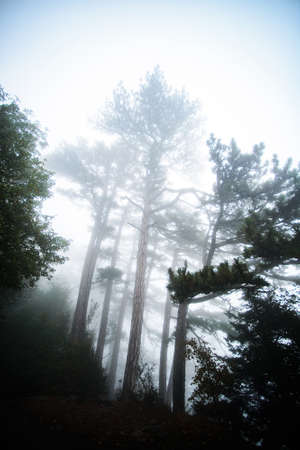Tree in the fog AiPetri Crimeaの写真素材
