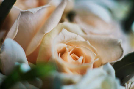 Rose in a bridal bouquet is closeの写真素材