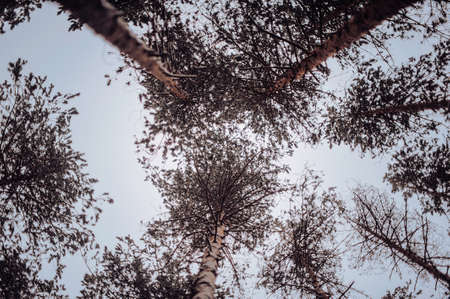 Coniferous forest from bottom and the cloudy sky.の写真素材