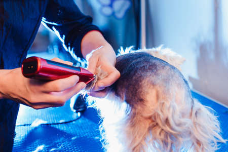 Female groomer haircut yorkshire terrier on the table for grooming in the beauty salon for dogs....