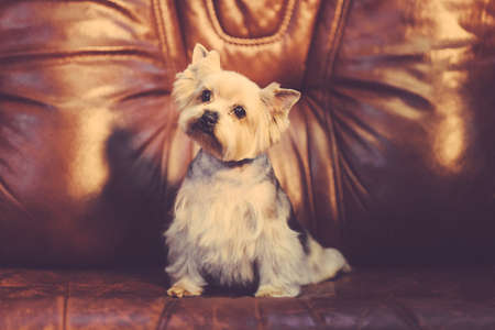 Cute Yorkshire Terrier girl resting on a leather sofa after shearing. Toned image. sitting portrait view.の写真素材