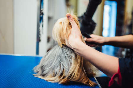 Female groomer haircut yorkshire terrier on the table for grooming in the beauty salon for dogs. process of final shearing of a dog's hair with scissors. muzzle of a dog viewの写真素材