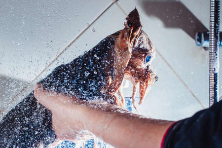 Portrait of a wet dog. Yorkshire Terrier in the bathroom in the beauty salon for dogs. in the washing process on the hands from the sideの写真素材