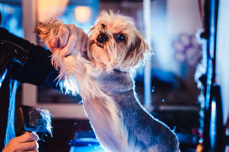 Female groomer haircut yorkshire terrier on the table for grooming in the beauty salon for dogs....