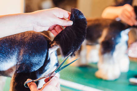 Female groomer haircut yorkshire terrier on the table for grooming in the beauty salon for dogs. process of final shearing of a dog's hair with scissorsの写真素材