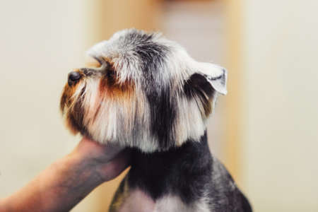 Female groomer haircut yorkshire terrier on the table for grooming in the beauty salon for dogs. process of final shearing of a dog's hair with scissors. muzzle of a dog viewの写真素材