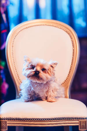 Cute Yorkshire Terrier girl resting on a leather chair before shearingの写真素材