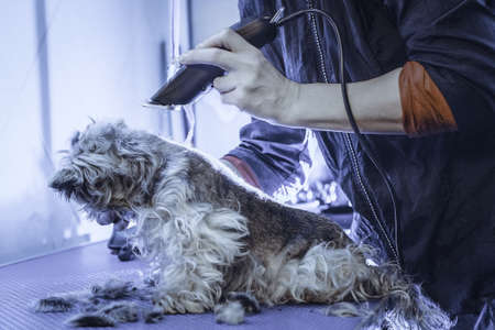 Female groomer haircut yorkshire terrier on the table for grooming in the beauty salon for dogs. Toned image. rough hairstyle of a dog. from the side viewの写真素材