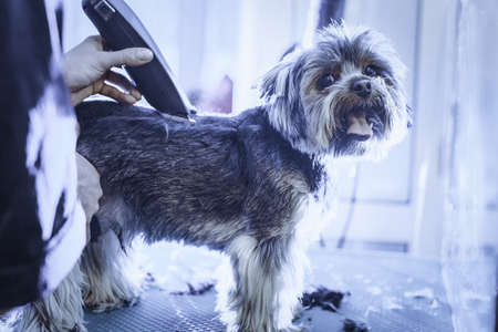 Female groomer haircut yorkshire terrier on the table for grooming in the beauty salon for dogs. Toned image. rough hairstyle of a dog. standing viewの写真素材