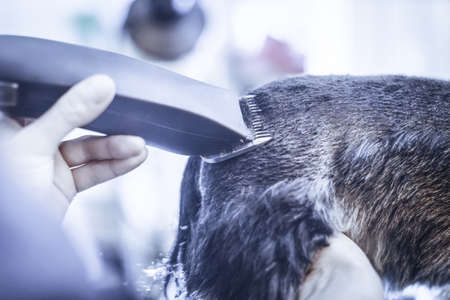 Female groomer haircut yorkshire terrier on the table for grooming in the beauty salon for dogs. Toned image. rough hairstyle of a dog. from the back view closeの写真素材