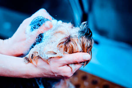 Portrait of a wet dog. Toned image. Yorkshire Terrier in the bathroom in the beauty salon for dogs.の写真素材